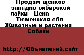Продам щенков западно-сибирской лайки › Цена ­ 3 000 - Тюменская обл. Животные и растения » Собаки   